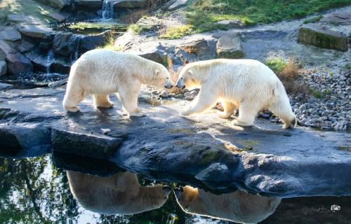 Pairi Daiza 2023