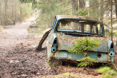 Voiture abandonnée reprise par la forêt